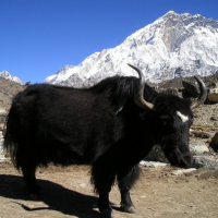 Himalayan mountains